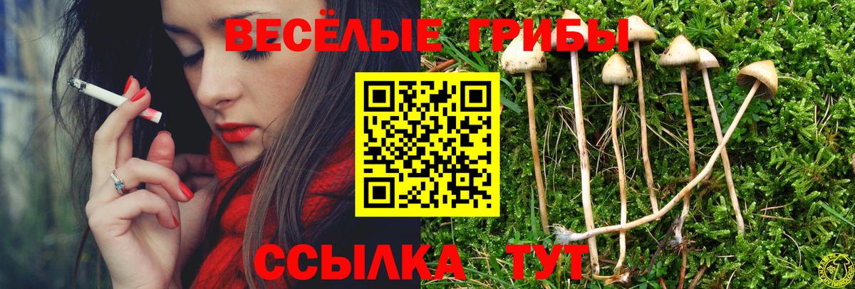Псилоцибиновые грибы Psilocybe Киреевск